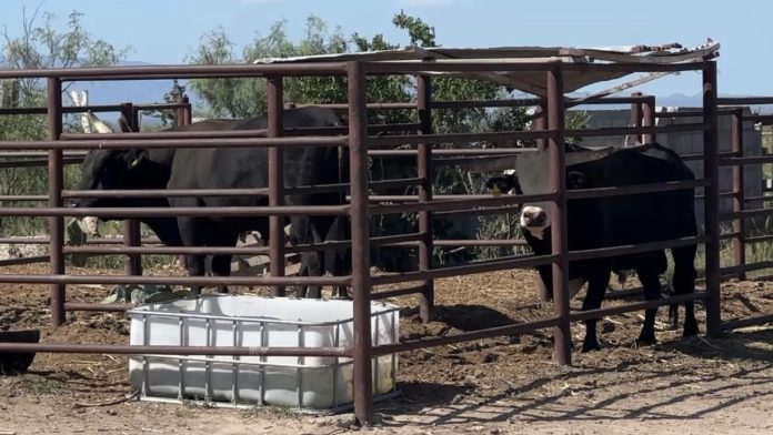 Autoridades de Coahuila en acciones de combate al abigeato y revisión de ganado