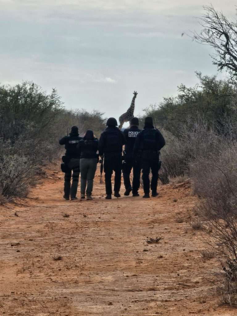 Sorprende hallazgo de jirafas en el desierto de Coahuila