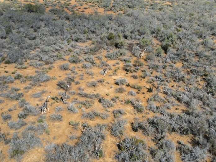 Sorprende hallazgo de jirafas en el desierto de Coahuila