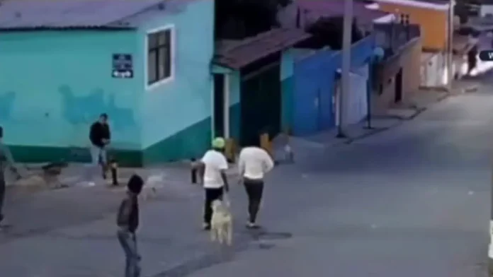 Mujer es atacada tras defender a perros