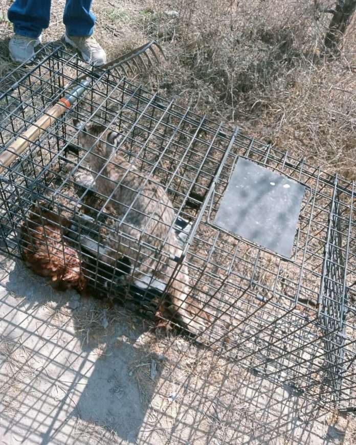 Protección Civil y Bomberos de Múzquiz liberaron un gato montés en su hábitat natural tras localizarlo en zona urbana