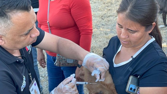 Autoridades de salud reportan cuatro casos de rickettsia en Coahuila, todos en la región sureste