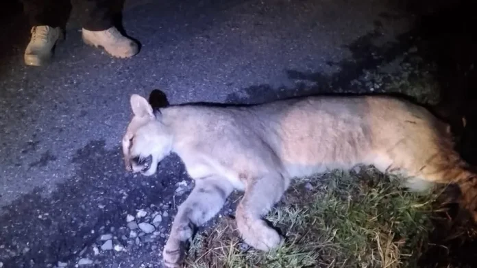 Renovarán las señales viales de advertencia por atropellamiento de pumas en carretera de Coahuila