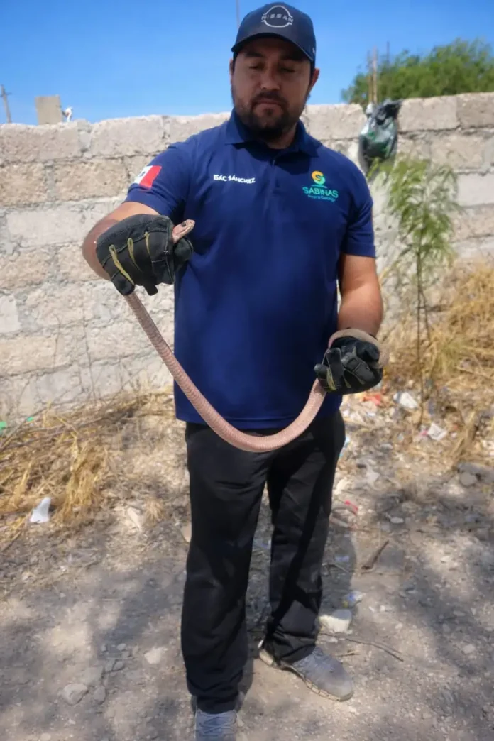 Capturan víbora al interior de vivienda en Nueva Esperanza