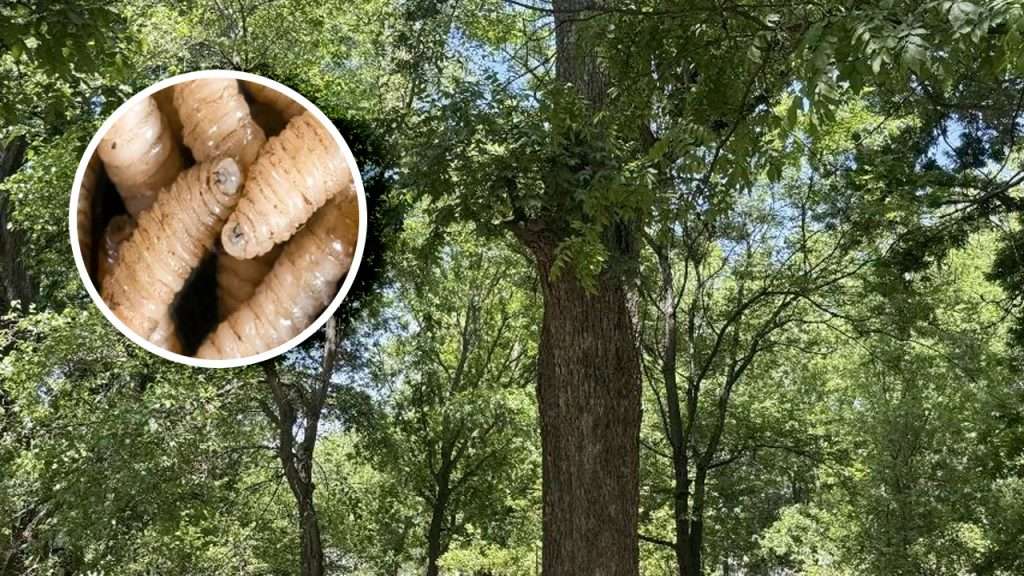 Alerta en Coahuila por presencia de gusano barrenador en nogales