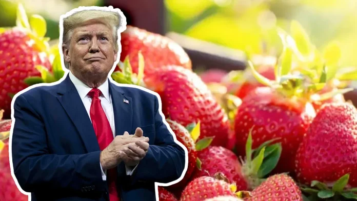 Estados Unidos analiza aplicar un arancel a fresas mexicanas del 18.32%