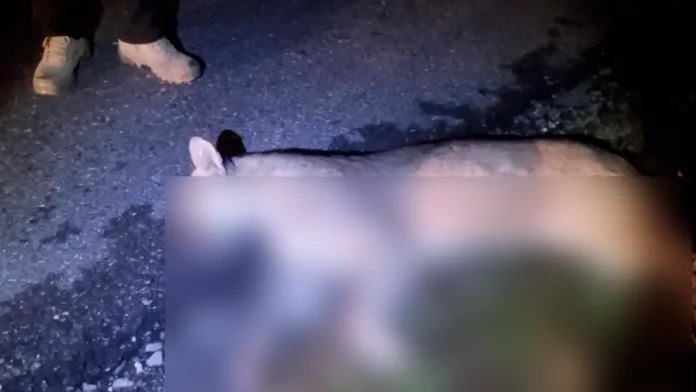 Puma atropellado en la Carretera 57