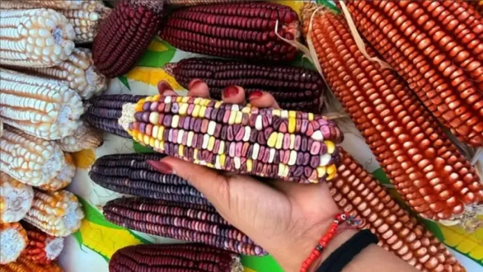 Secretaría del Bienestar