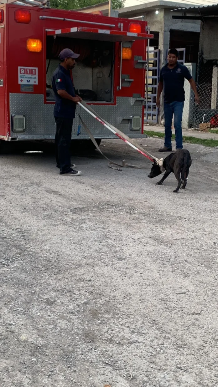 Niña resulta lesionada tras ataque de perro en colonia Las Frutas de Múzquiz; vecinos ya habían reportado al animal como agresivo.