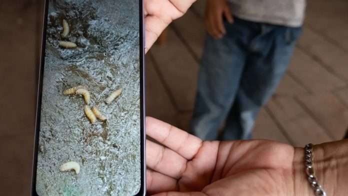Confirman aumento de casos de gusano barrenador en Coahuila; suman 12 contagios