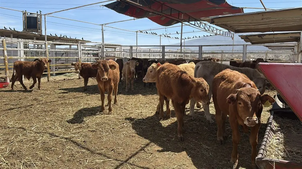 Brigadas sanitarias inspeccionan ganado por brote de gusano barrenador en Castaños