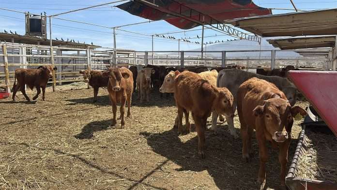 Brigadas sanitarias inspeccionan ganado por brote de gusano barrenador en Castaños