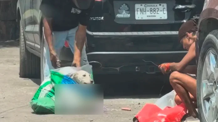 Maltrato animal en Múzquiz