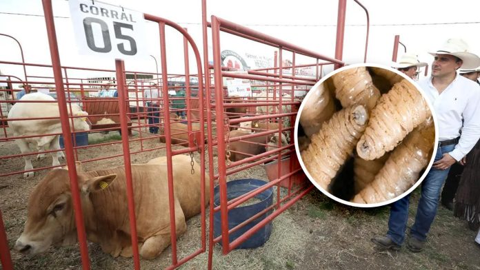 Refuerzan vigilancia por casos de gusano barrenador en Coahuila