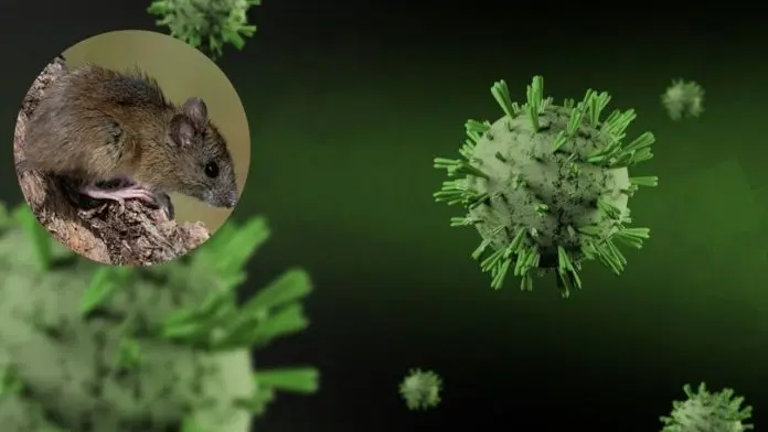 Refuerzan vigilancia sanitaria ante alerta por hantavirus