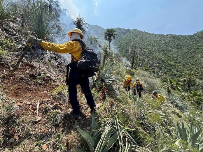 El incendio forestal en el rancho Laberinto, en la Sierra de Santa Rosa de Múzquiz, suma tres días de combate. Participan 95 brigadistas, dos aeronaves y personal de CONAFOR, SEDENA y SMA.