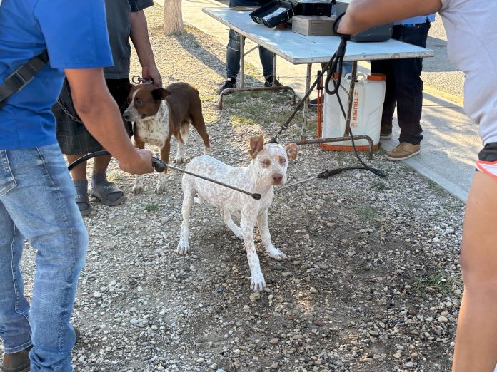 Anuncia Unidad Canina brigada gratuita de salud animal y adopción