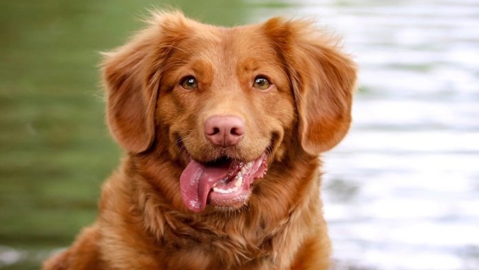 Aprende a cuidar a tu perro