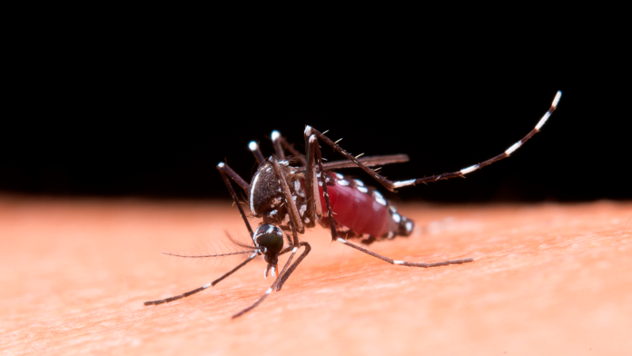 Dengue