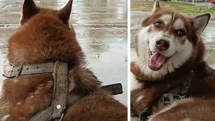 Histórico Ordenan pago de pensión alimenticia para perro