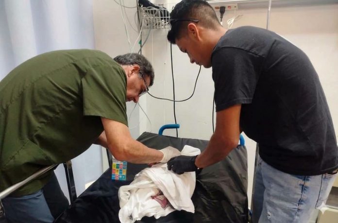 Prematuro y con horas de nacido, bebé abandonado; queda bajo resguardo de Pronnif