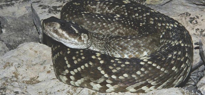 Habitantes del ejido Nogalitos, en Múzquiz, alertan por la presencia de serpientes coralillo y cascabel cerca de viviendas. Autoridades piden extremar precauciones.