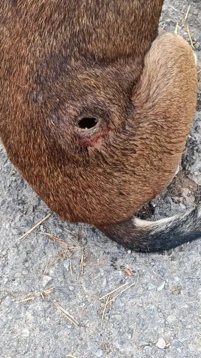 Atienden caso de gusano barrenador en perro del ejido La Mota
