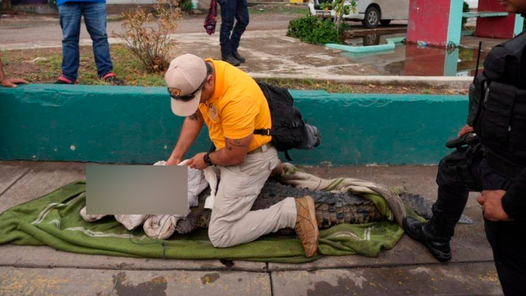 Cocodrilo capturado en Mazatlán