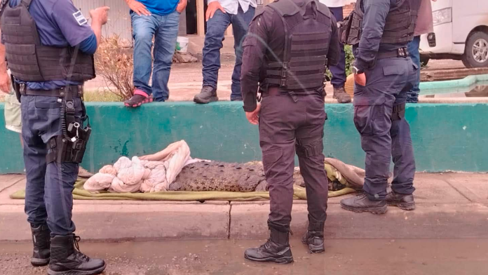Cocodrilo en Mazatlán