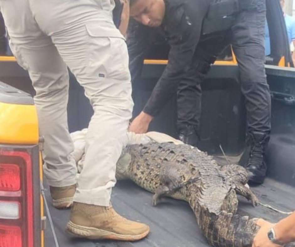 Cocodrilo en Mazatlán