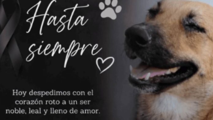 Fundación buscara justicia por la muerte de Sirio, perrito de Trinity en Monclova