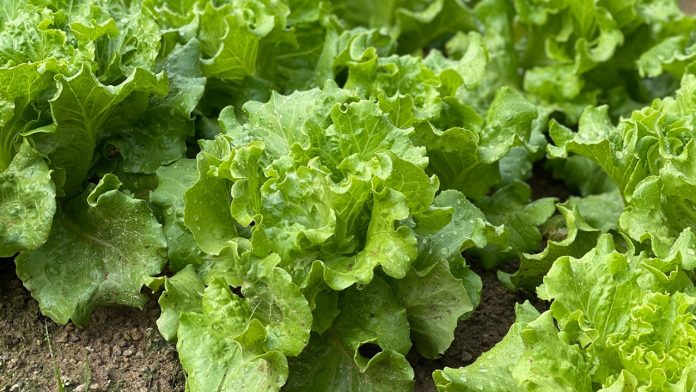 Lechuga mexicana