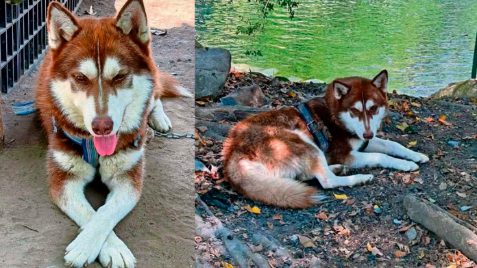 Lucas, perrito con derecho a pensión alimentaria