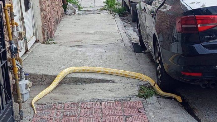 Pitón en Saltillo