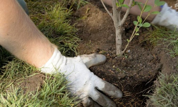El Gobierno Municipal de Múzquiz invita a la ciudadanía a participar en la Megareforestación Verde Verde Coahuila 2026 este 4 de julio en el Parque Recreativo La Cascada.