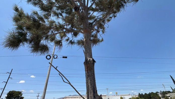 Alertan en Saltillo por poda invasiva de 10 árboles en bulevar Isidro López