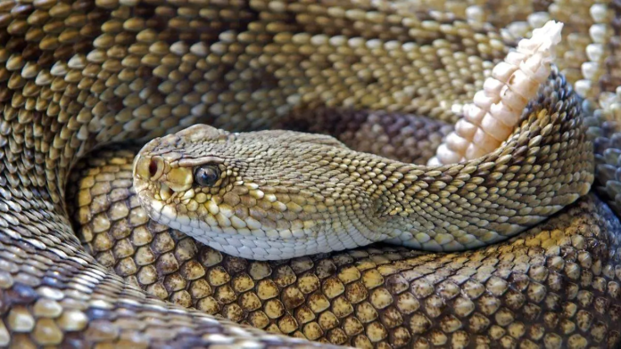 Aumentan avistamientos de serpientes cerca de viviendas por altas temperaturas en Coahuila