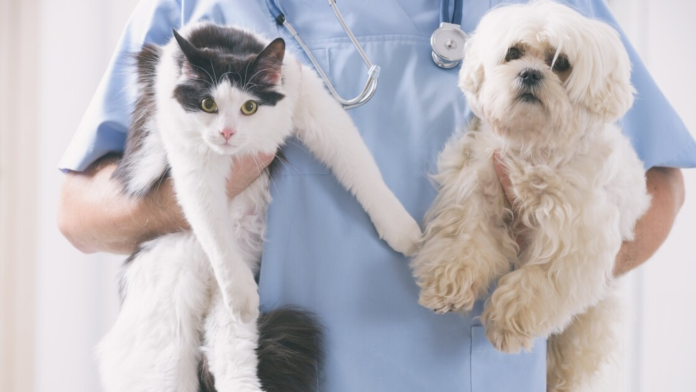 Buscan apoyo en Saltillo para llevar esterilizaciones gratuitas a perros comunitarios