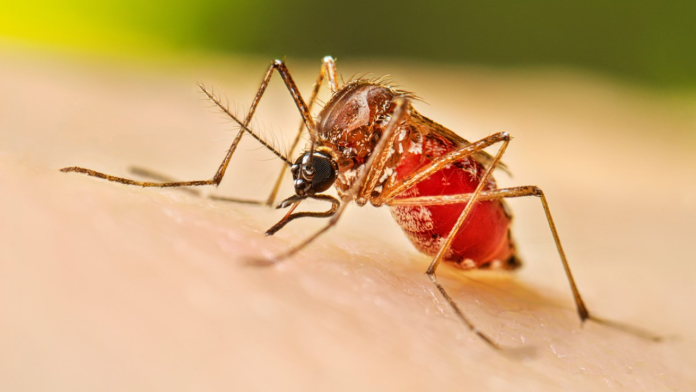 Advierte IMSS Coahuila sobre riesgo de aumento en casos de dengue