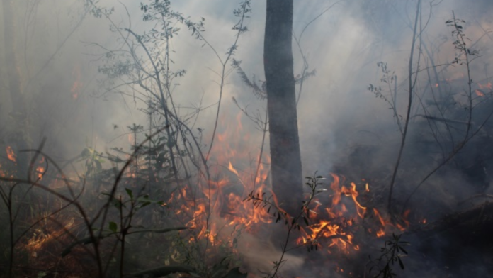 Coahuila mantiene bajo control los incendios forestales; suman más de 50 conatos