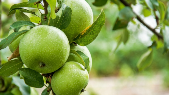 Clima favorable abre mejores expectativas para la cosecha de manzana en Arteaga