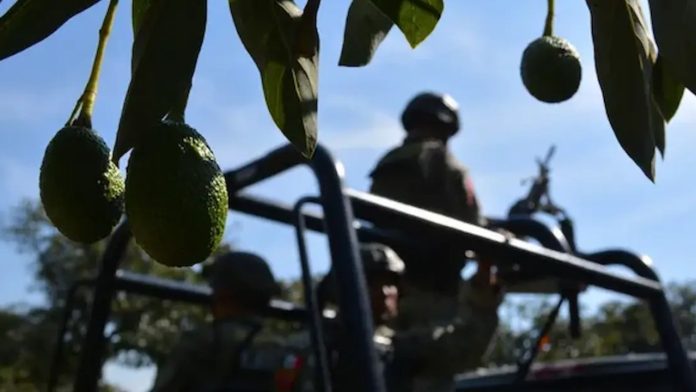 Michoacán blinda al aguacate: despliegan 9 mil 500 militares