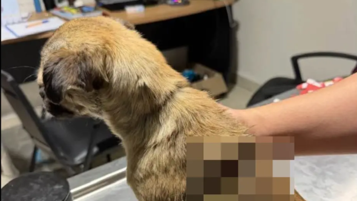 Rescatan a perrita tras presunta agresión con machete en Saltillo