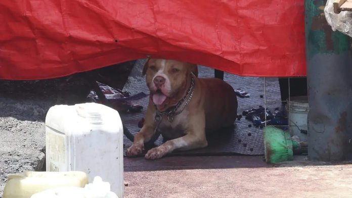 Persona en situación vulnerable muere