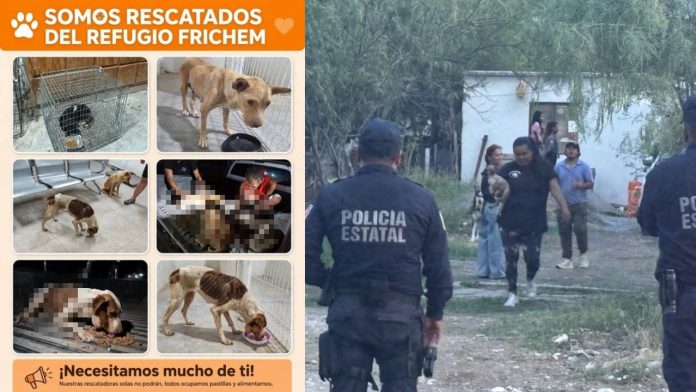 Piden apoyo para los 63 perritos rescatados de refugio en Castaños; estaban en condiciones criticas