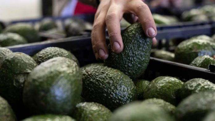 Sheinbaum busca destrabar exportaciones de aguacate; reforzará seguridad en Michoacán