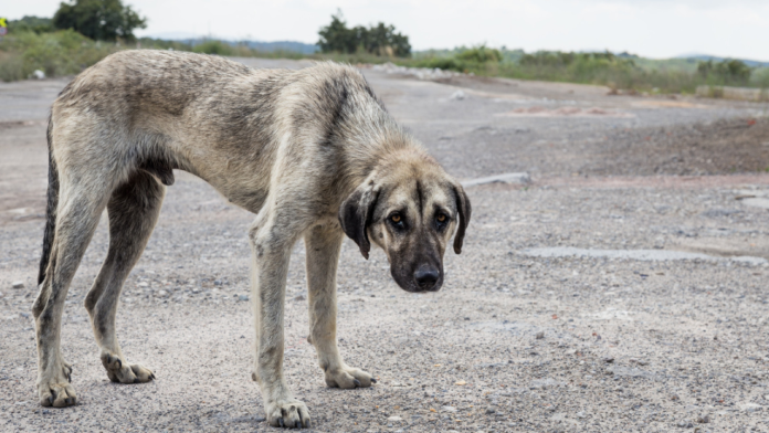 Tras caso de ‘Rocky’, aumentan reportes de maltrato animal en Saltillo