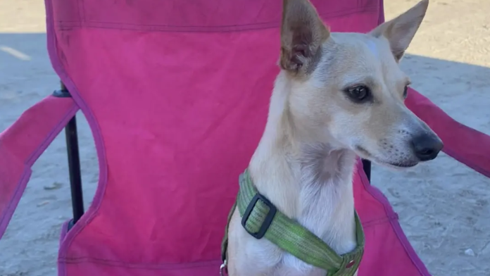 Buscan respuestas tras muerte de Comino, perrito atropellado en Saltillo