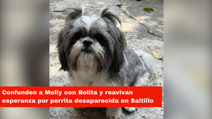 Confunden a Molly con Bolita y reavivan esperanza por perrita desaparecida en Saltillo