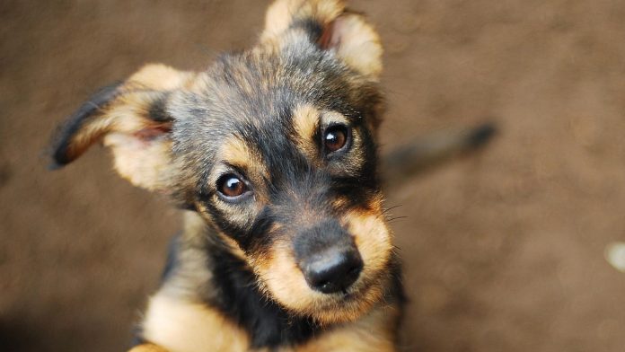Día del Perro Adoptado